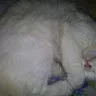Youssef