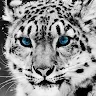 igame